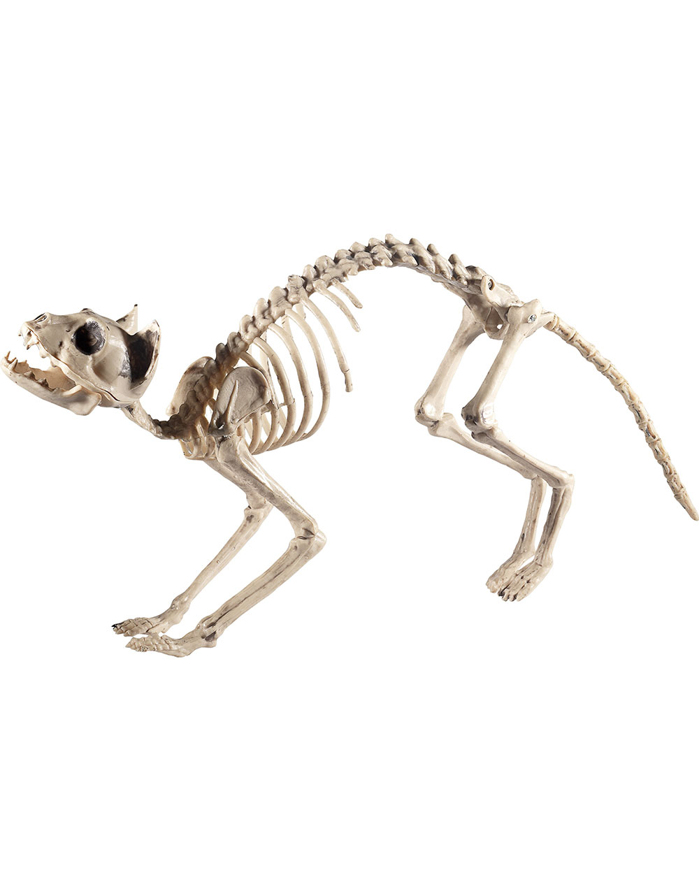 Kissekatt Skelett 60x12 cm